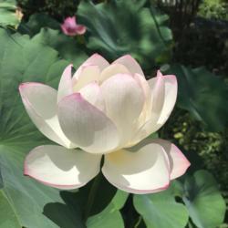 Location: Norfolk, VA
Date: 2020-07-21
Lotus (Nelumbo nucifera 'Chawan Basu')