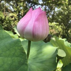 Location: Norfolk, VA
Date: 2020-07-21
Lotus (Nelumbo nucifera 'Pink Crane')