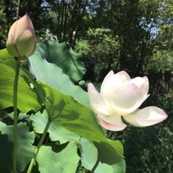 Location: Norfolk, VA
Date: 2020-07-21
Lotus (Nelumbo nucifera 'Chawan Basu')