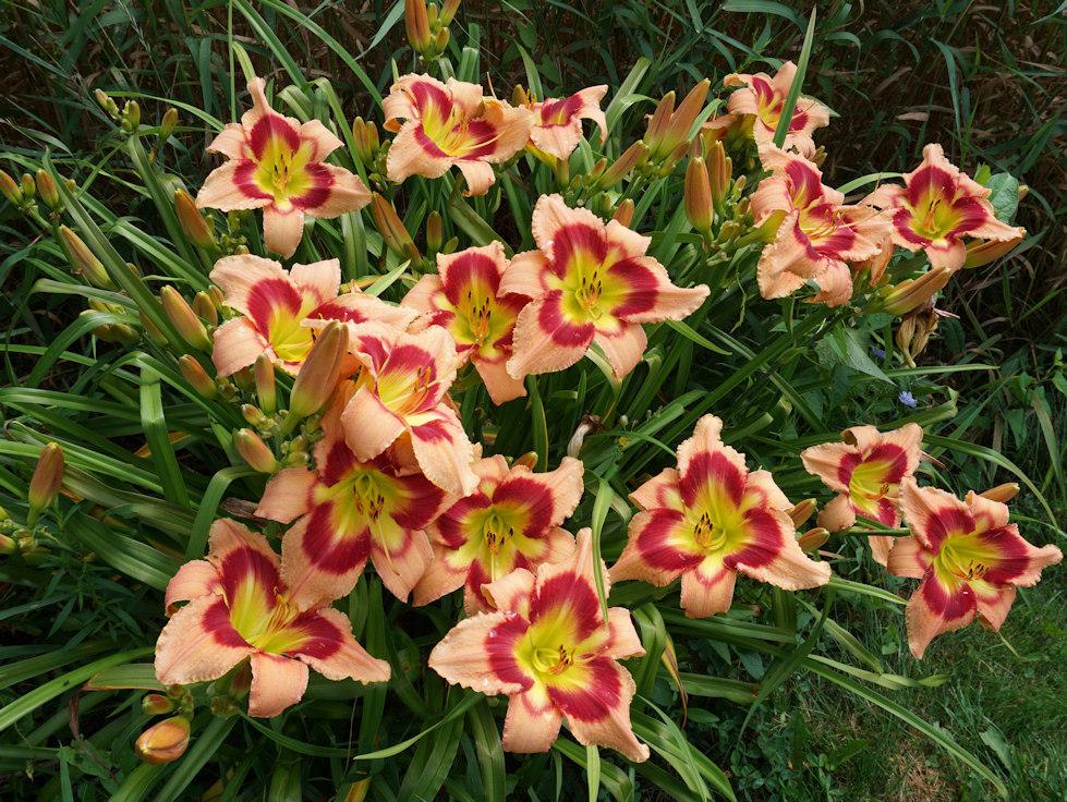 Photo of Daylily (Hemerocallis 'Carnival in Mexico') uploaded by Dennis616
