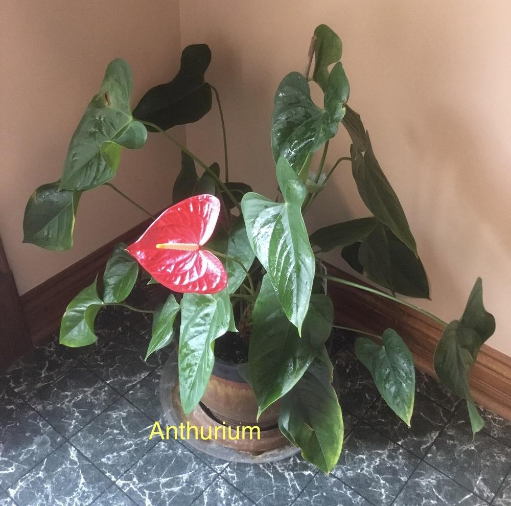 Photo of Anthuriums (Anthurium) uploaded by KYgal
