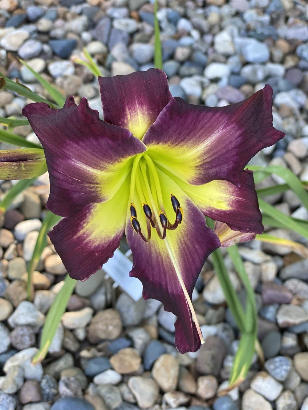 Photo of Daylily (Hemerocallis 'Beauty for Ashes') uploaded by Legalily
