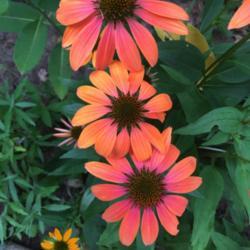Location: Southern Maine
Date: 2020-07-22
This bitone is similar and brighter than my Marcella echinacea.