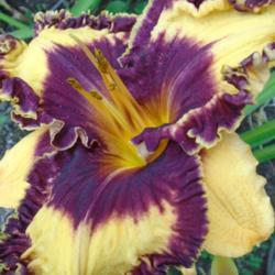 Location: In my Utah Garden  
Date: 2020-07-21
Gorgeous Daylily.....a little high branching.