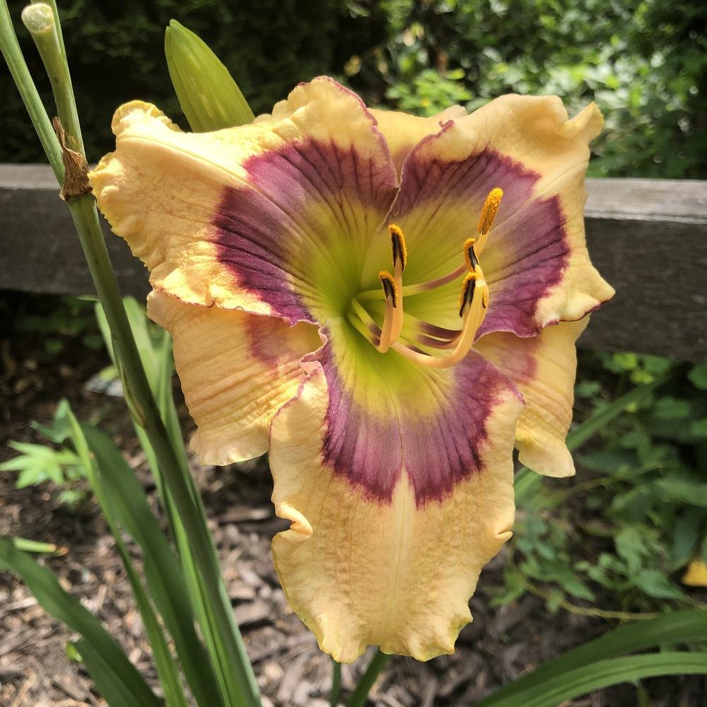 Photo of Daylily (Hemerocallis 'Butterflies and Rainbows') uploaded by Valerie412