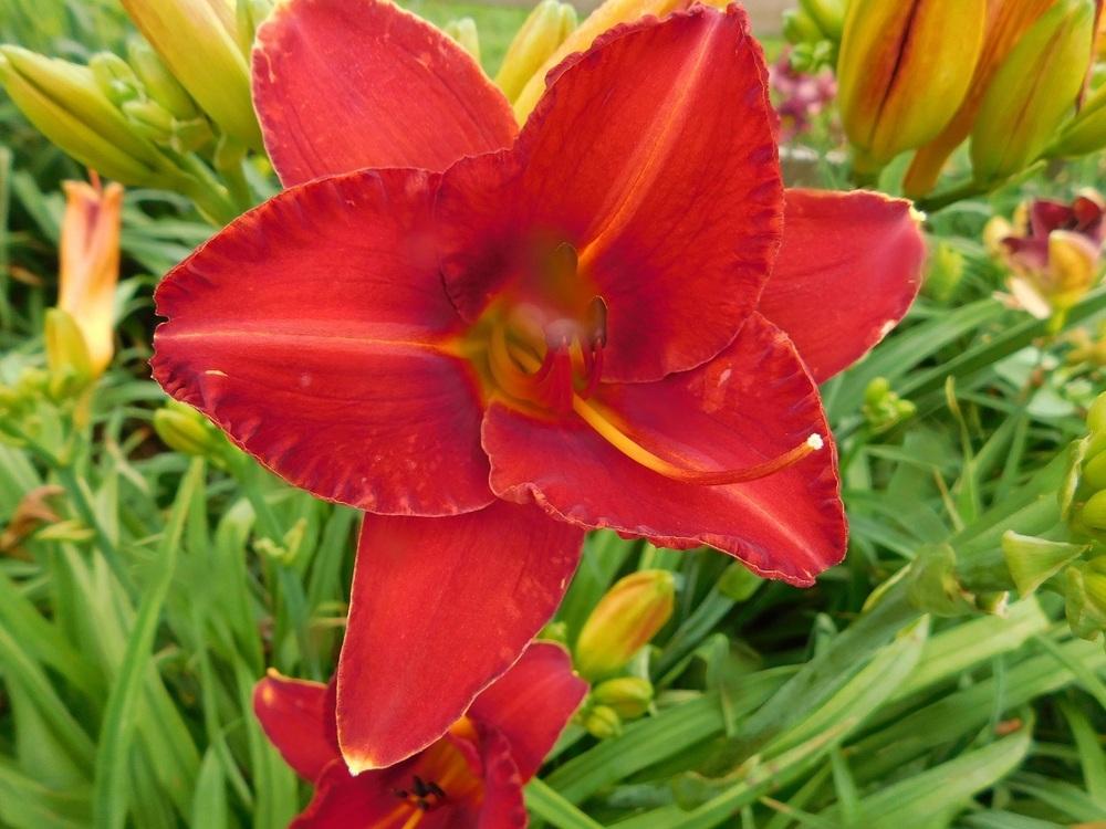 Photo of Daylily (Hemerocallis 'Caught Red Handed') uploaded by gardenglassgems