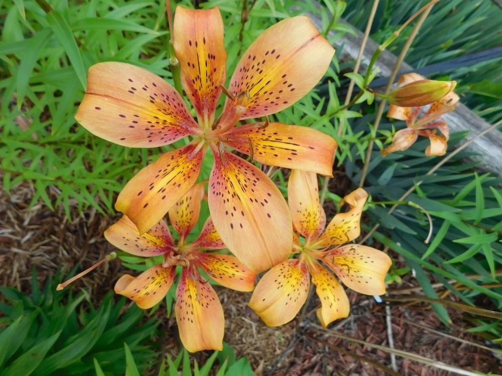 Photo of Asiatic Lily (Lilium 'Firestar') uploaded by gardenglassgems