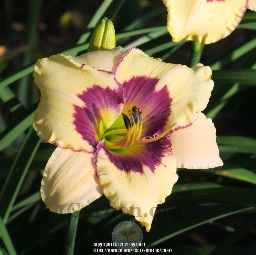 Photo of Daylily (Hemerocallis 'Point of Divergence') uploaded by Char