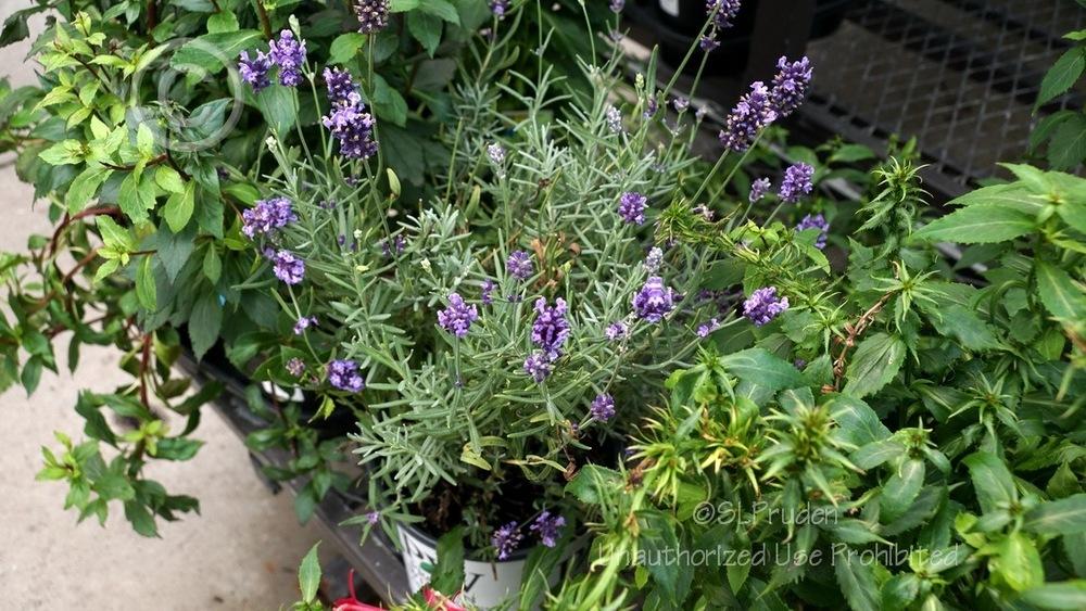 Photo of English Lavender (Lavandula angustifolia Sweet Romance®) uploaded by DaylilySLP