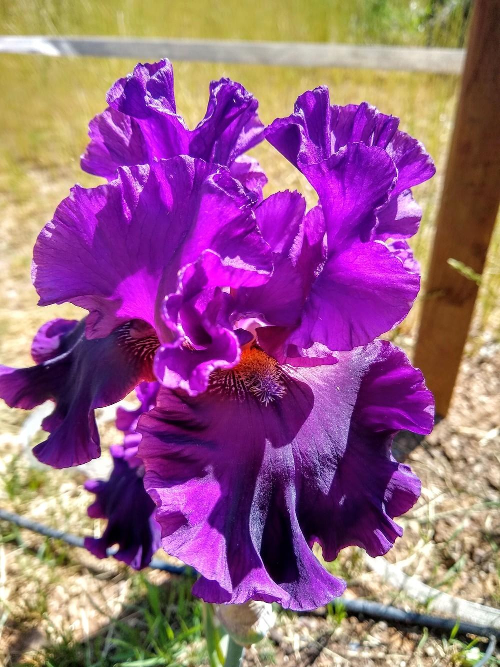 Photo of Tall Bearded Iris (Iris 'Fine Wine') uploaded by Gretchenlasater