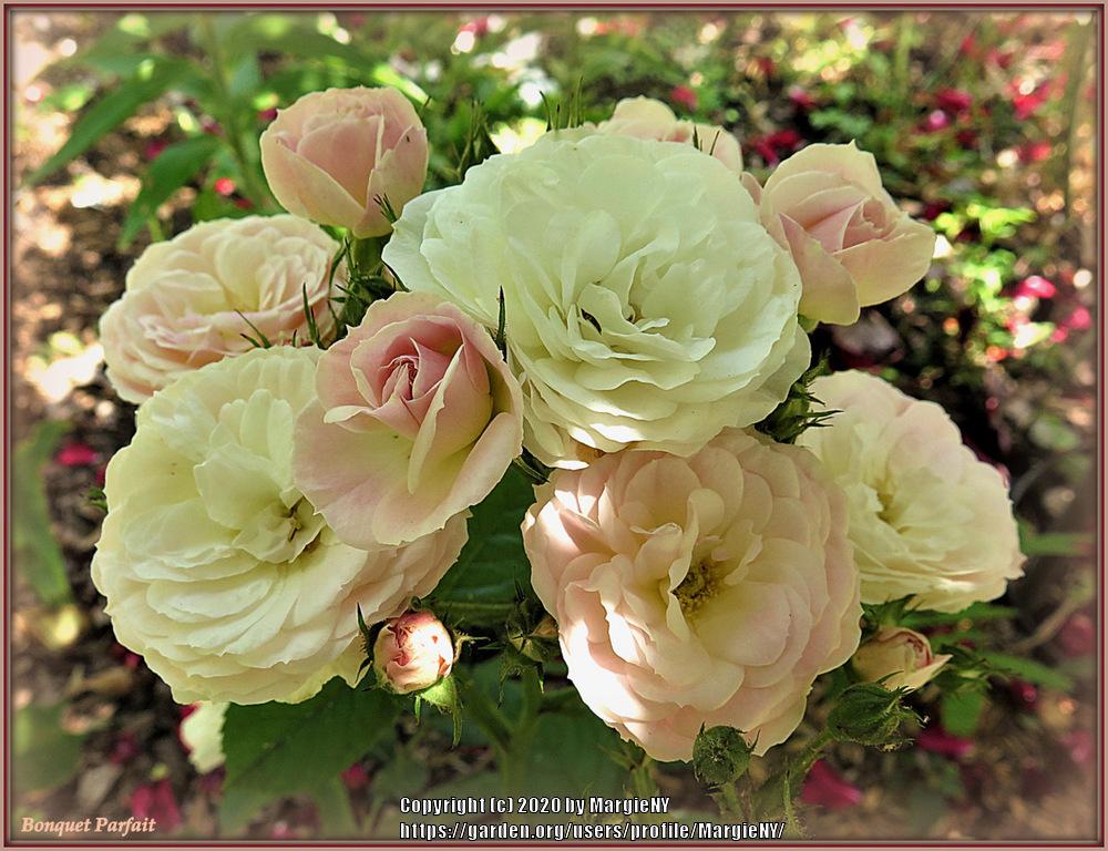 Photo of Rose (Rosa 'Bouquet Parfait') uploaded by MargieNY