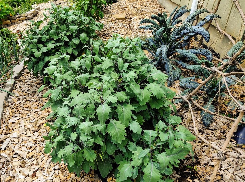Photo of Siberian Kale (Brassica napus 'Red Russian') uploaded by iron_woodlark
