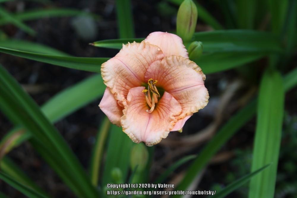 Photo of Daylily (Hemerocallis 'Little Strawberry Parfait') uploaded by touchofsky