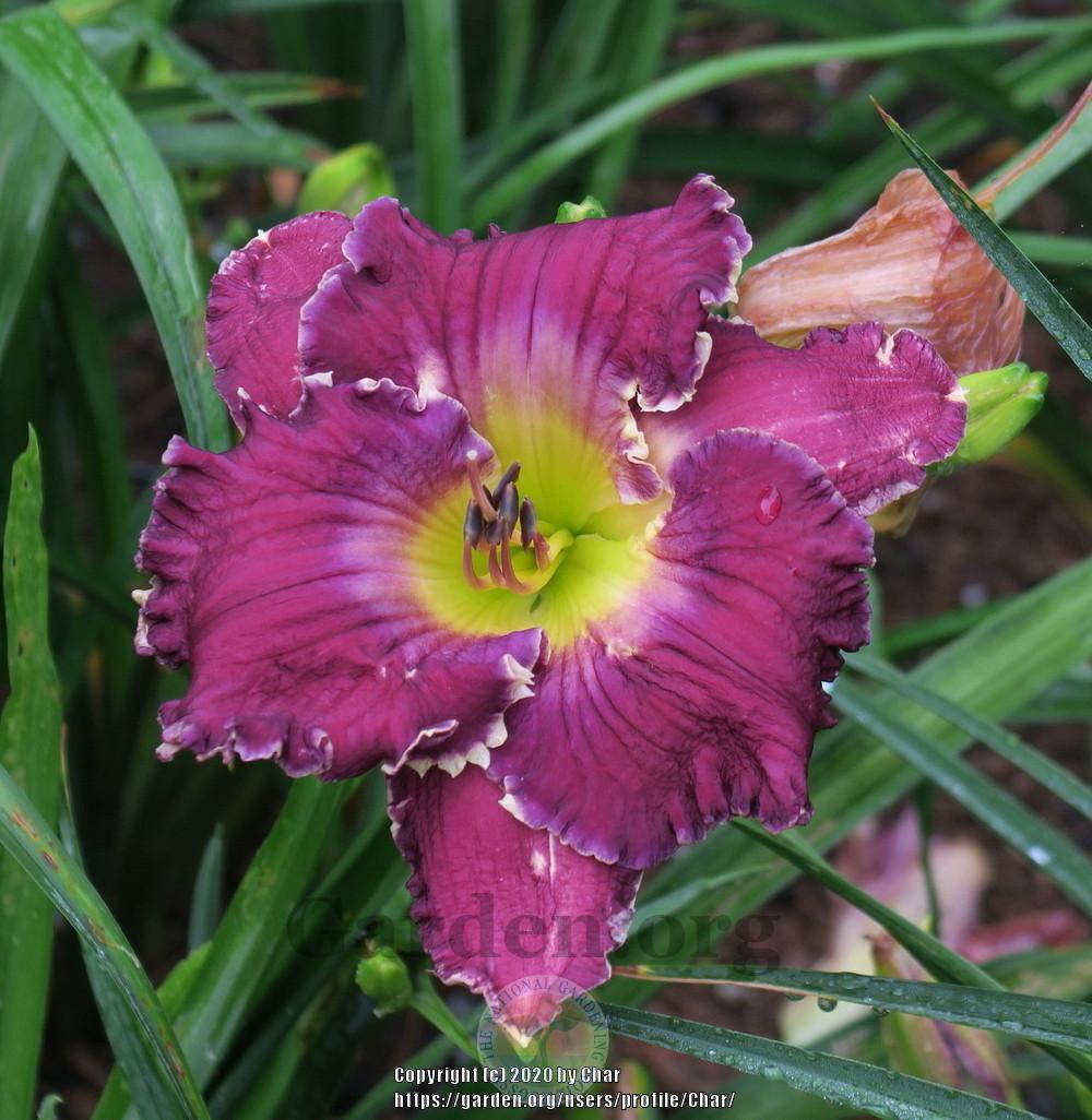 Photo of Daylily (Hemerocallis 'Thistles and Thorns') uploaded by Char
