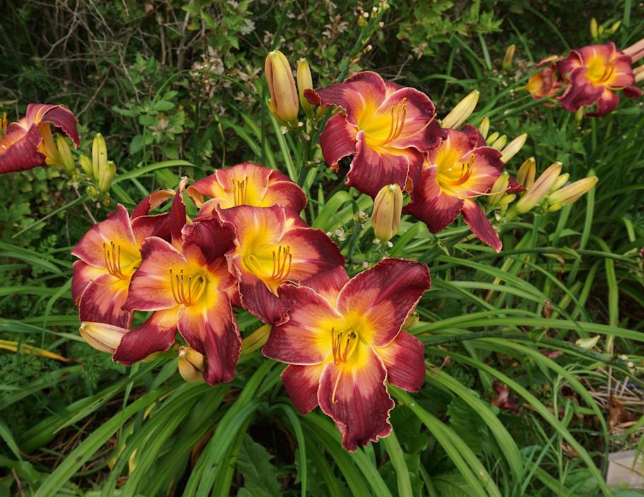 Photo of Daylily (Hemerocallis 'Queen Kong') uploaded by Dennis616