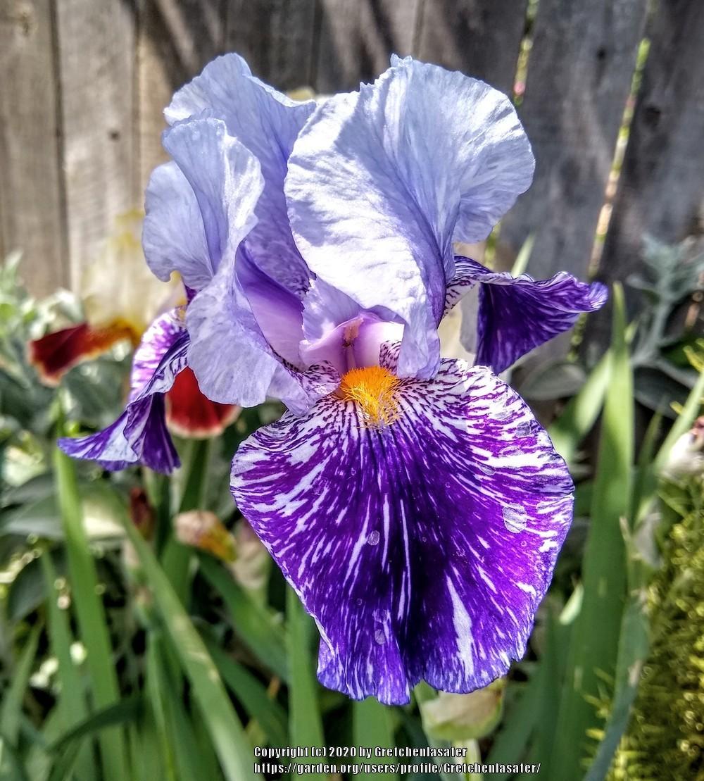 Photo of Tall Bearded Iris (Iris 'Millennium Falcon') uploaded by Gretchenlasater