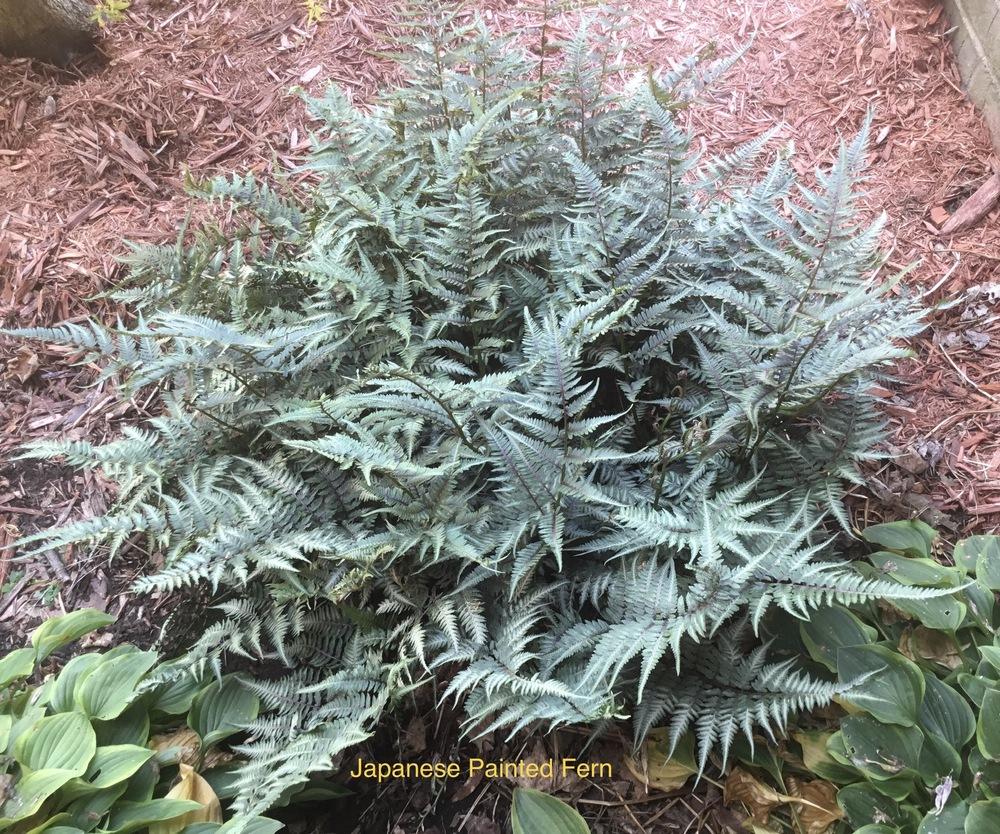 Photo of Japanese Painted Fern (Anisocampium niponicum) uploaded by KYgal