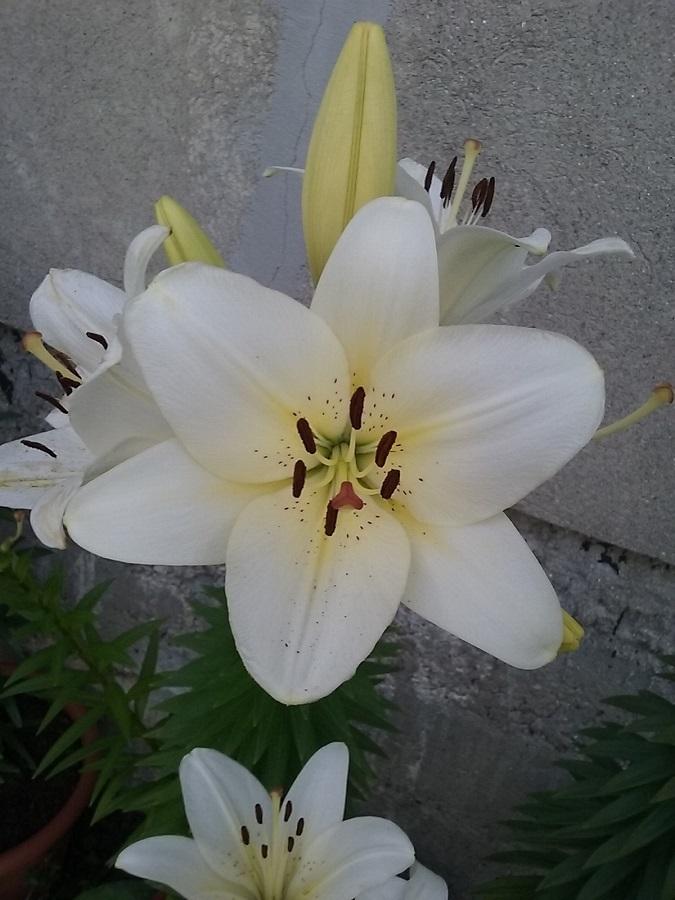 Photo of Lilies (Lilium) uploaded by Lucius93
