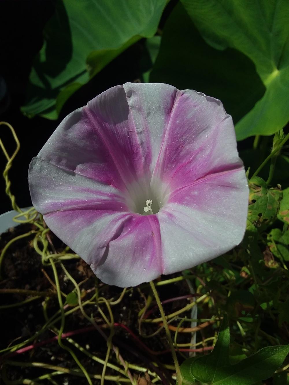 Photo of Morning Glories (Ipomoea) uploaded by RoseA32