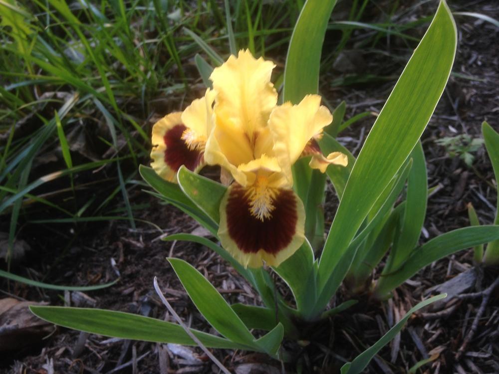 Photo of Standard Dwarf Bearded Iris (Iris 'Ultimate') uploaded by SkirtGardener