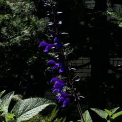 Location: Seattle WA
Date: 2020-07-14
Photo captures true indigo of this bloom