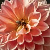 A honey bee on a bloom of Hamilton Lillian dahlia #insects #polli