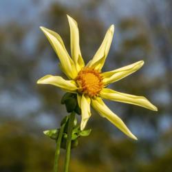 Location: Dahlia Hill, Midland, Michigan
Date: 2019-10-10
Honka is a typical orchid-flowering dahlia.