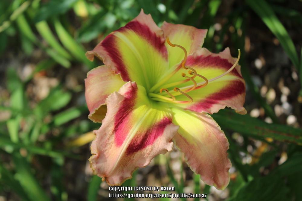 Photo of Daylily (Hemerocallis 'Queen of Green') uploaded by kousa