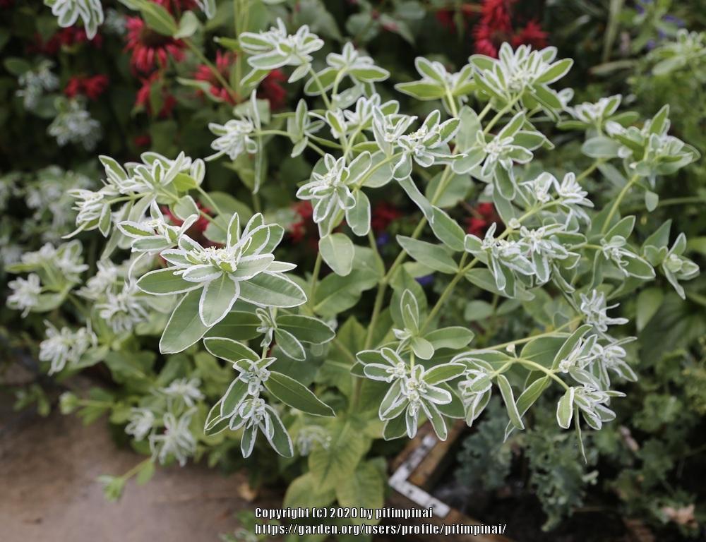 Photo of Euphorbia (Euphorbia marginata 'Kilimanjaro') uploaded by pitimpinai