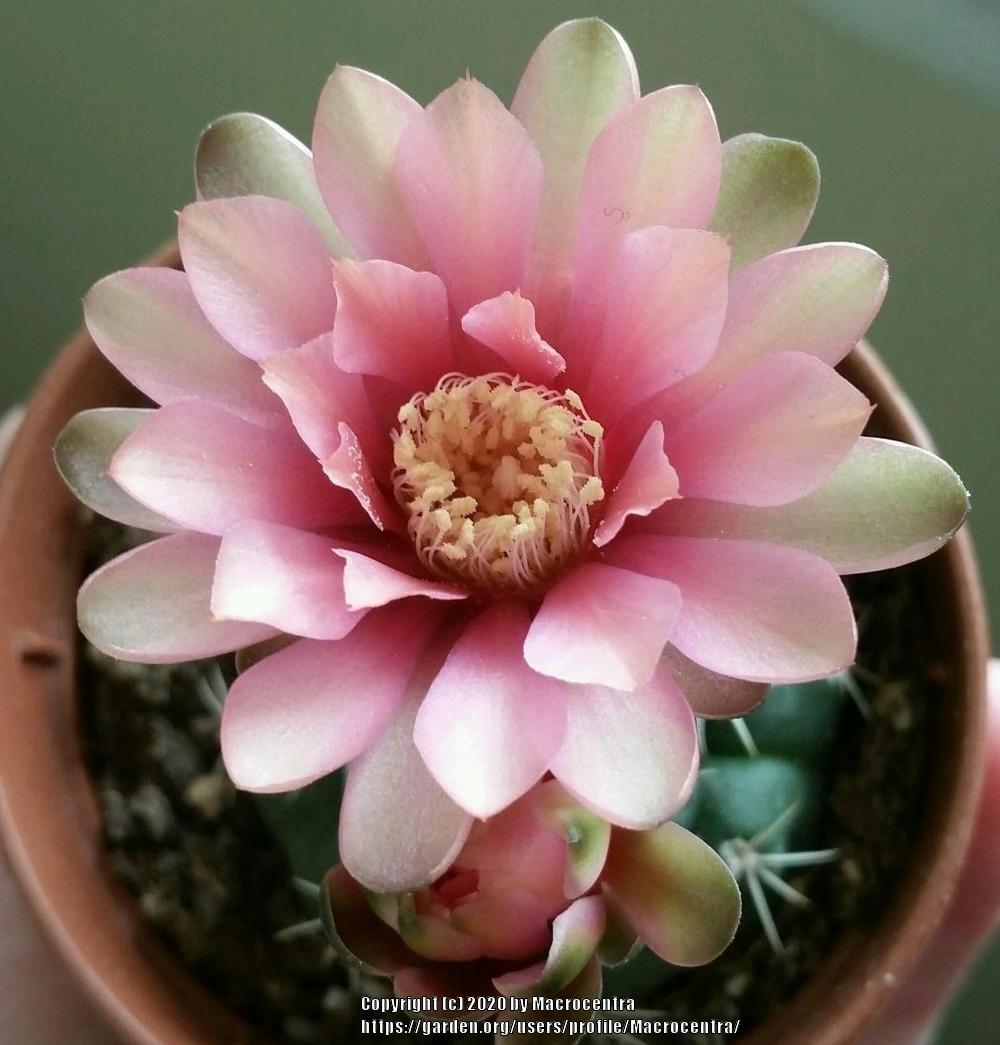 Photo of Dwarf Chin Cactus (Gymnocalycium baldianum) uploaded by Macrocentra