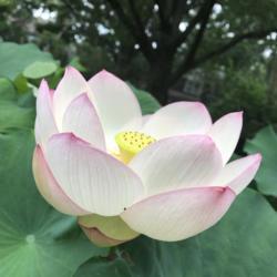 Location: Norfolk, VA
Date: 2020-07-24
Lotus (Nelumbo nucifera 'Chawan Basu')