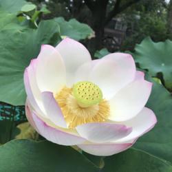 Location: Norfolk, VA
Date: 2020-07-24
Lotus (Nelumbo nucifera 'Chawan Basu')