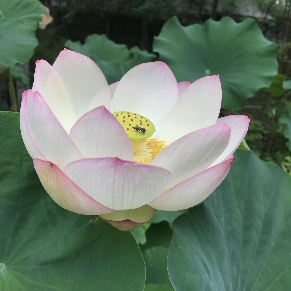 Photo of Lotus (Nelumbo 'Chawan Basu') uploaded by delicatustraba