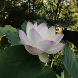 Location: Norfolk, VA
Date: 2020-07-23
Lotus (Nelumbo nucifera 'Chawan Basu')