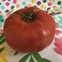 Location: Gardenfish garden
Date: 2020-07-25
Prudens purple, actually a pink tomato