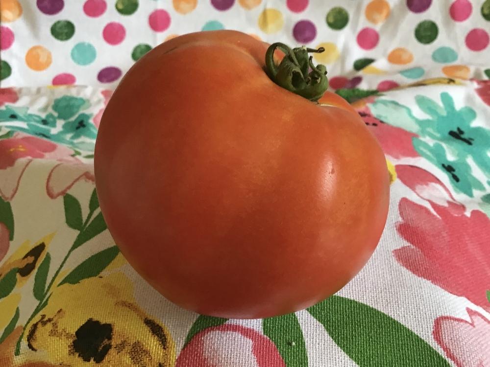 Photo of Tomato (Solanum lycopersicum 'Country Taste') uploaded by gardenfish