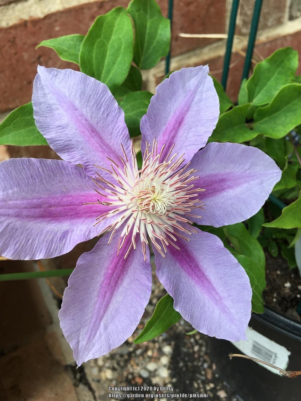 Photo of Clematis 'Nelly Moser' uploaded by piksihk