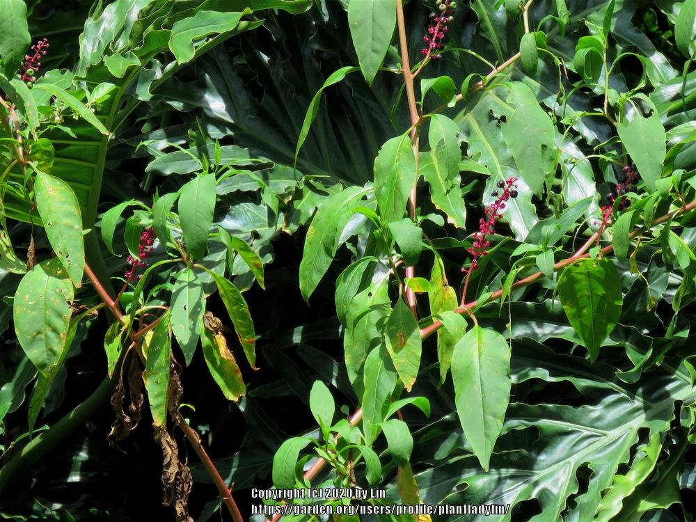 Photo of Pokeweed (Phytolacca americana) uploaded by plantladylin