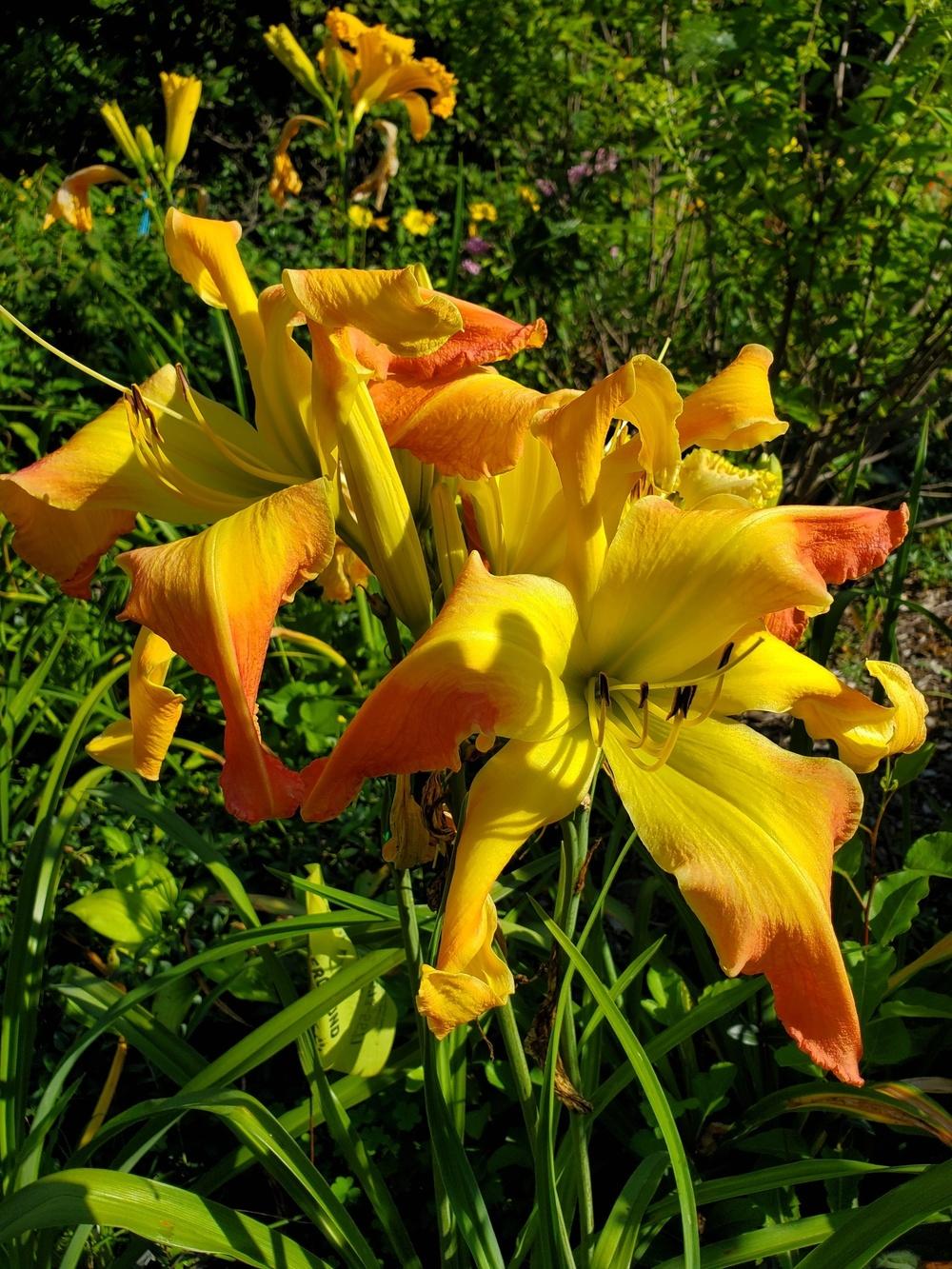 Photo of Daylily (Hemerocallis 'Less is Best') uploaded by Ahead