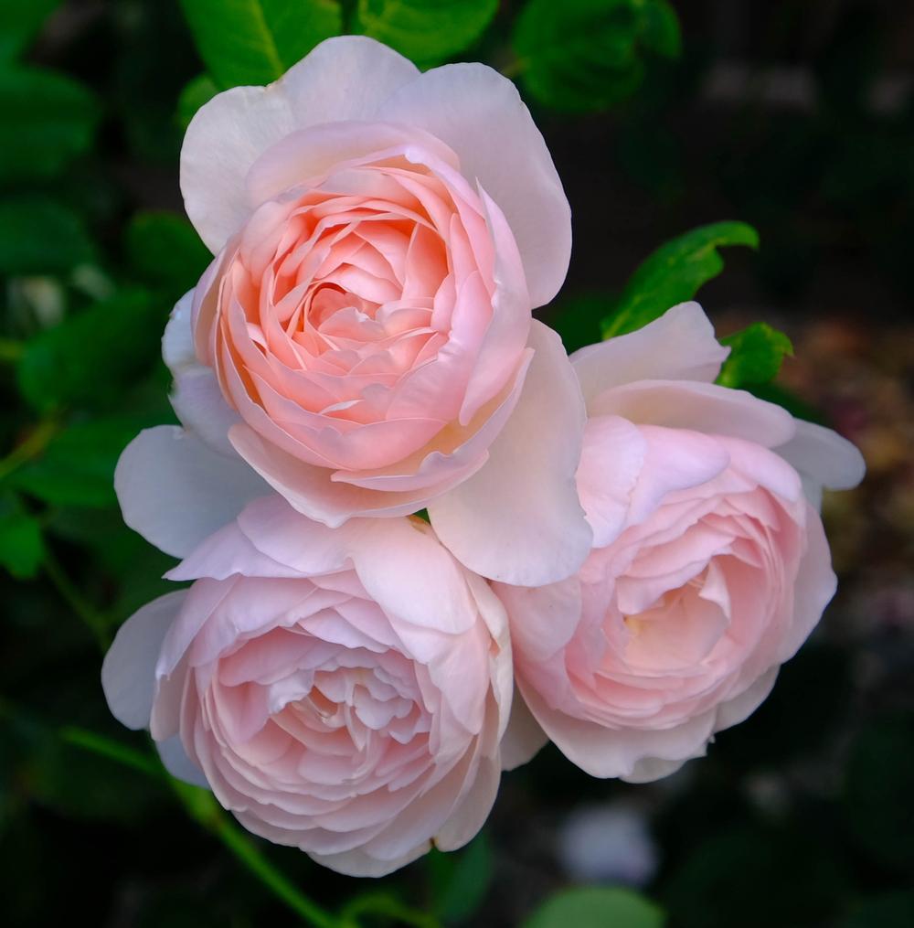 Photo of Rose (Rosa 'Heritage') uploaded by AnnKNCalif