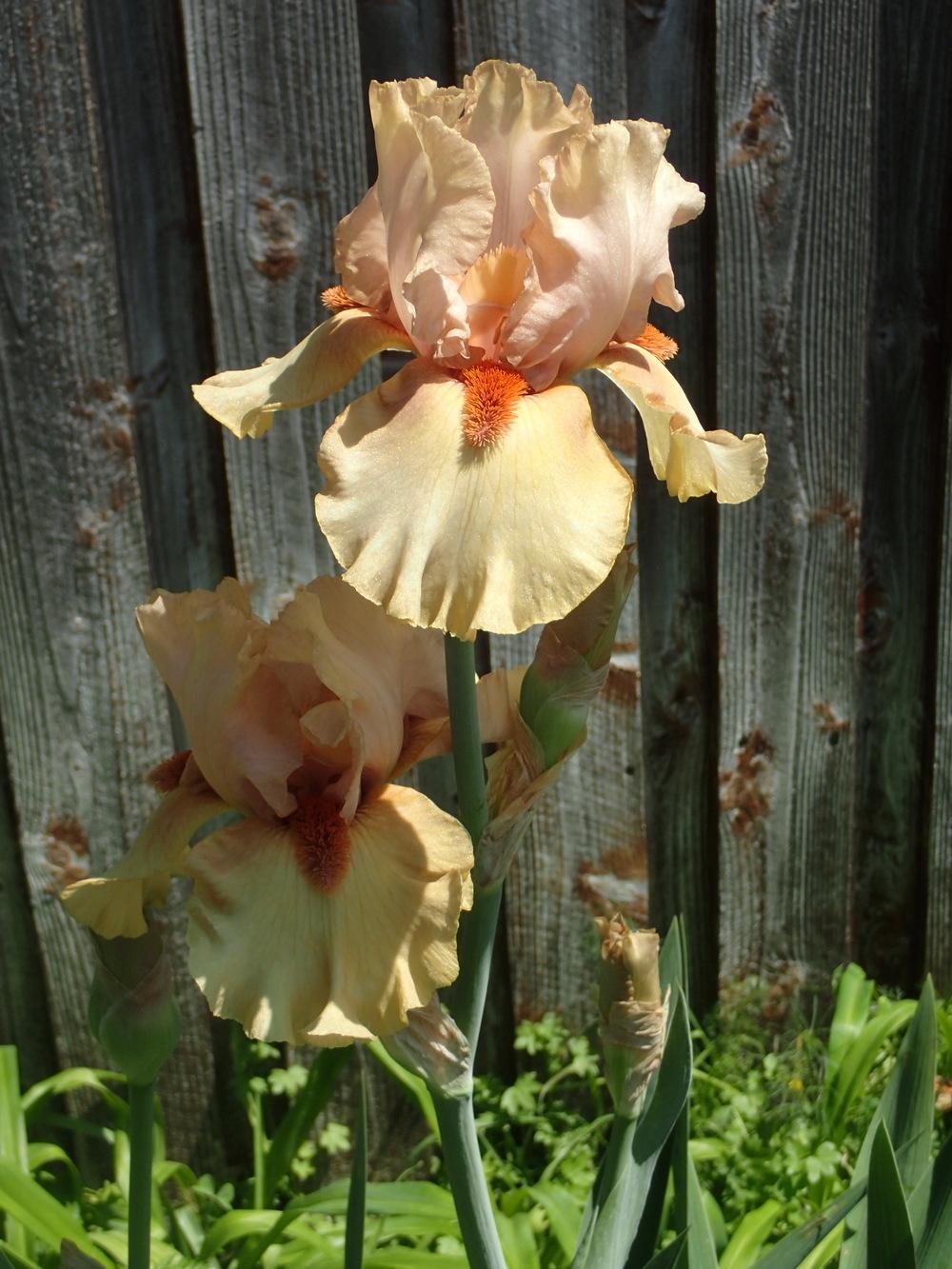 Photo of Tall Bearded Iris (Iris 'Tobacco Chew') uploaded by DonnaBwana