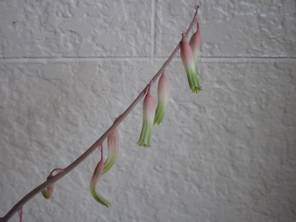 Photo of Gasteria 'Little Warty' uploaded by Kasie23
