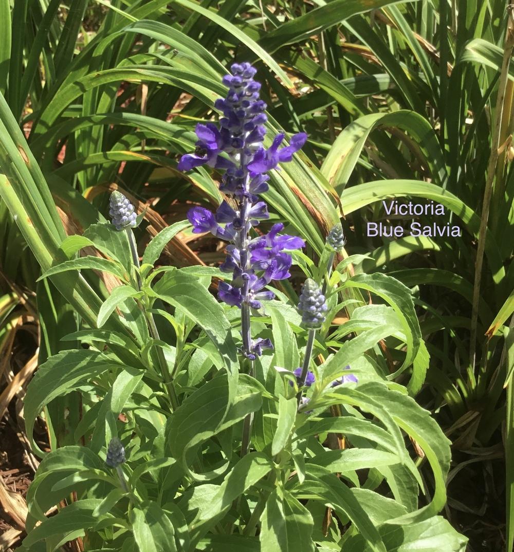Photo of Mealycup Sage (Salvia farinacea 'Victoria Blue') uploaded by KySprout