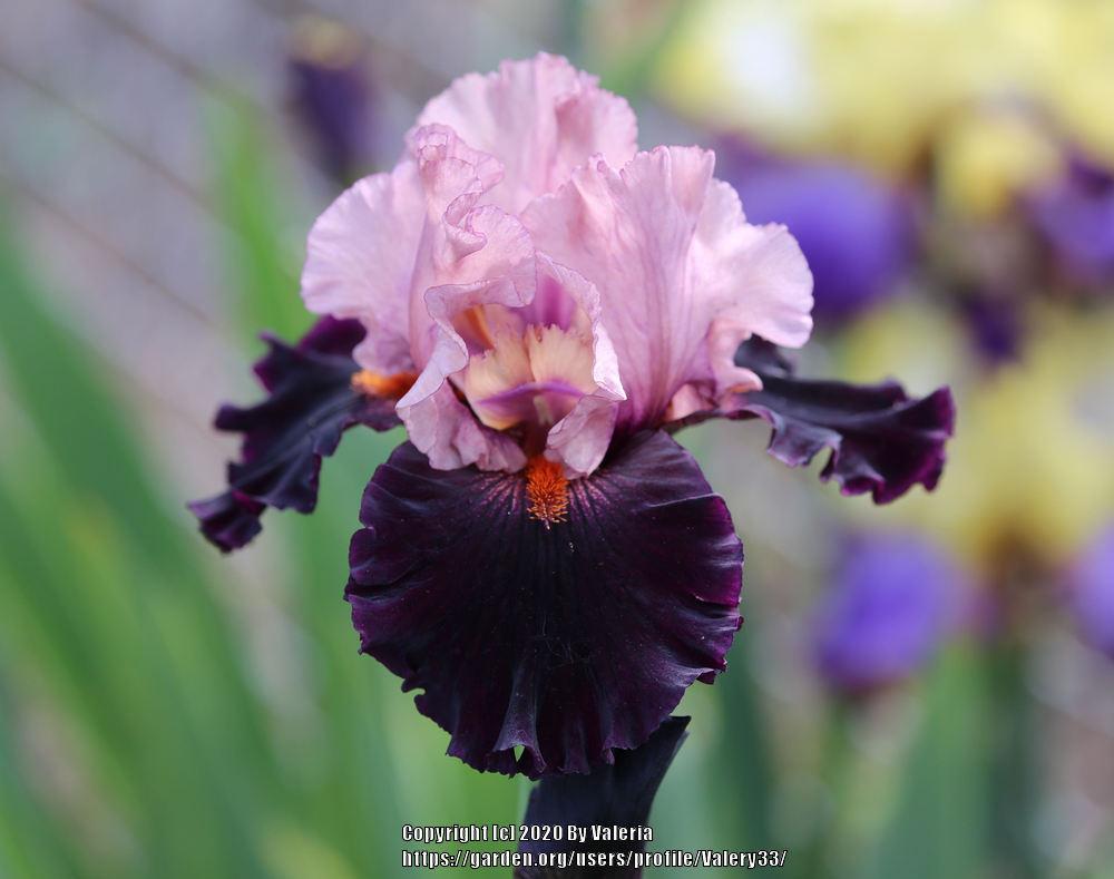 Photo of Tall Bearded Iris (Iris 'Disguise') uploaded by Valery33
