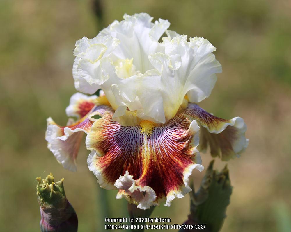 Photo of Tall Bearded Iris (Iris 'Wonders Never Cease') uploaded by Valery33
