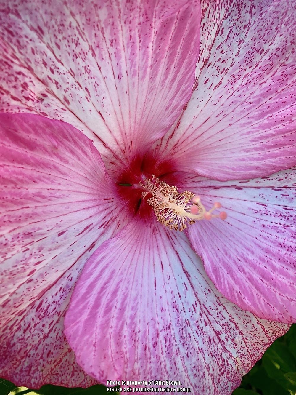 Photo of Hybrid Hardy Hibiscus (Hibiscus 'Pink Comet') uploaded by clintbrown