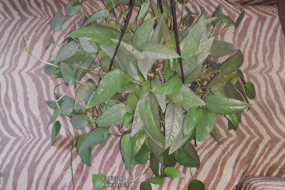 Photo of Pothos (Epipremnum pinnatum 'Cebu Blue') uploaded by codielane