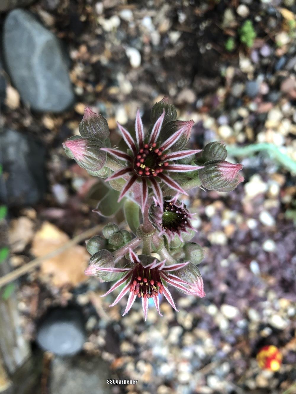 Photo of Hen and Chicks (Sempervivum 'Pacific Clydesdale') uploaded by crawgarden