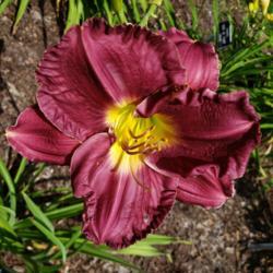 Location: Kingwood Garden and Estate, Mansfield, Ohio 
Date: 2020-07-24
Photo taken at the location where Applegate bred his daylilies, s