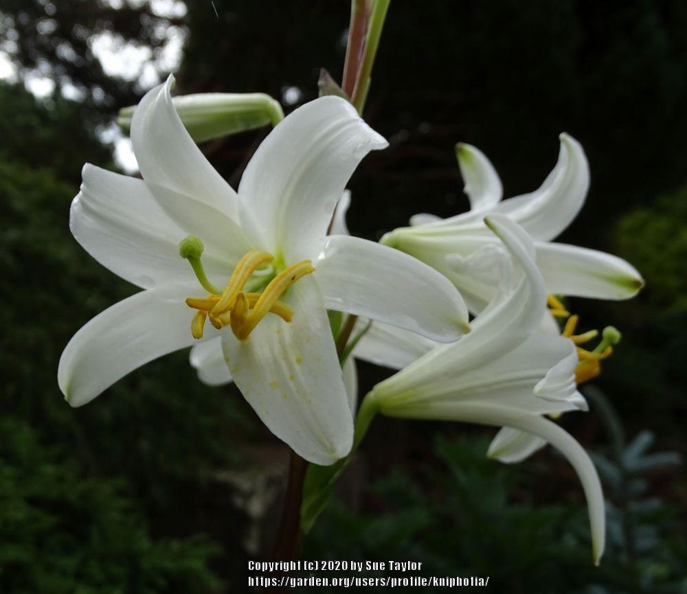 Photo of Lily (Lilium candidum) uploaded by kniphofia